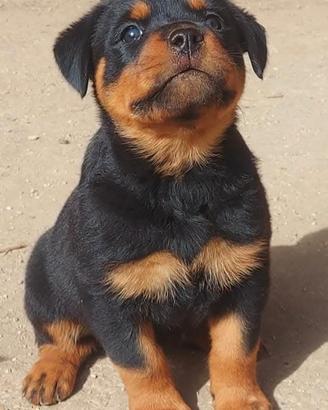 Disponibili cuccioli Rottweiler