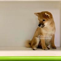 Shiba manto fulvo disponibile