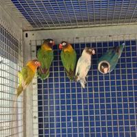 Gruppo riproduttivo di inseparabili fisher