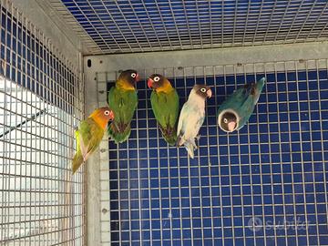 Gruppo riproduttivo di inseparabili fisher