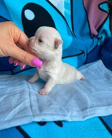 Cucciolo chihuahua mini