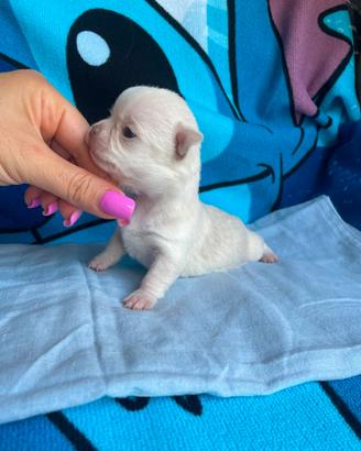 Cucciolo chihuahua mini