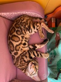 Gatto del bengala vaccinato 2 anni