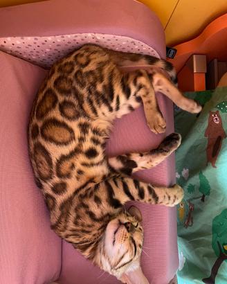 Gatto del bengala vaccinato 2 anni