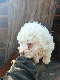 Cuccioli di Lagotto