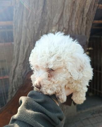 Cuccioli di Lagotto