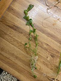 Limnophila sessiliflora