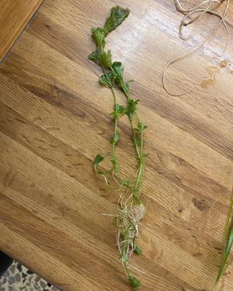 Limnophila sessiliflora