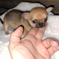 Chihuahua