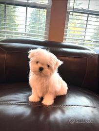 Maltese mini toy linea coreana