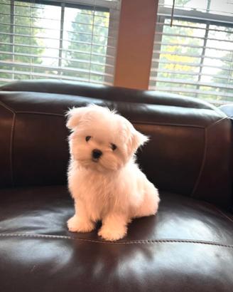 Maltese mini toy linea coreana