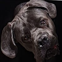 Cane corso cuccioli lonato del garda brescia