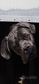 Cane corso cuccioli lonato del garda brescia