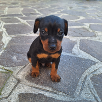 Cuccioli di zwergpinscher con pedigree Enci