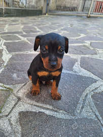 Cuccioli di zwergpinscher con pedigree Enci
