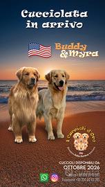 Golden Retriever Americano
