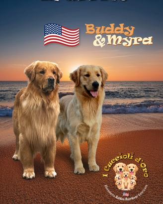 Golden Retriever linea Americana