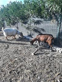 Coppia capre camosciate