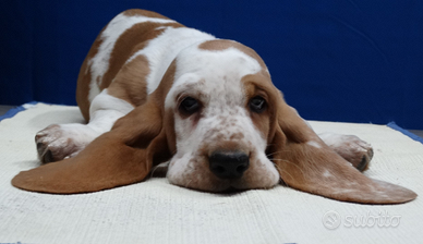 Cuccioli di Bassethound