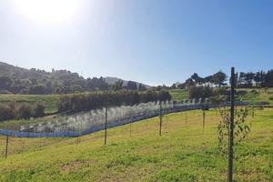 Rif.763 Castelnuovo terreno eventuale elicicoltura