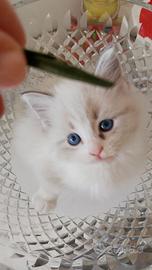 Gatti siberiani