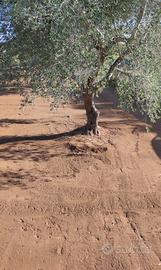 Terreni agricoli 