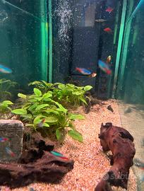 Acquario 200litri completo
