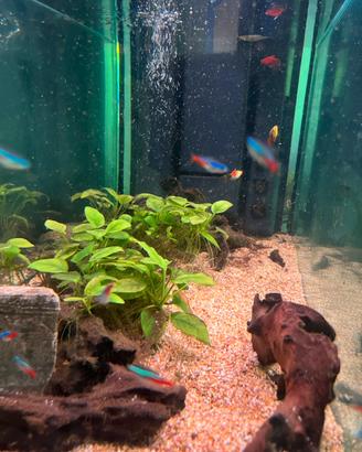 Acquario 200litri completo