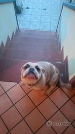 American Bully