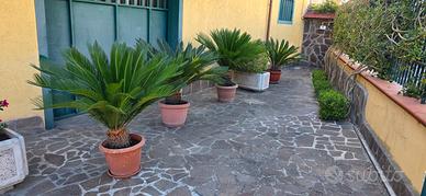 cicas cycas