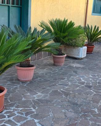 cicas cycas