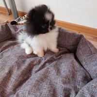Spitz di Pomerania nano