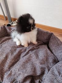 Spitz di Pomerania nano