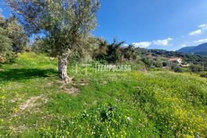 TERRENO DI UN ETTARO CON RUDERE A PATTI.