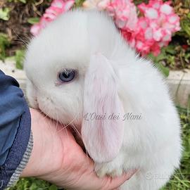 Cucciolo di coniglio Ariete Nano