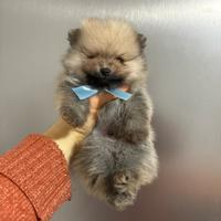 Volpino Pomerania TOY 2 mesi cucciolo 400gr