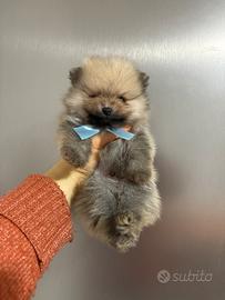 Volpino Pomerania TOY 2 mesi cucciolo 400gr