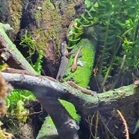 Coppia Baby Lepidodactylus Lugubris