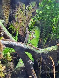 Coppia Baby Lepidodactylus Lugubris