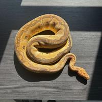 Pitone reale femmina