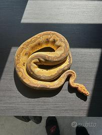 Pitone reale femmina