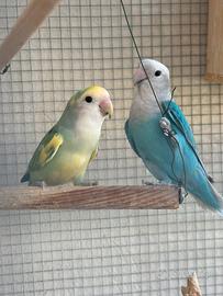 Pappagalli coppia