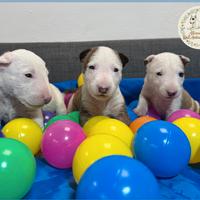 Bull terrier miniature