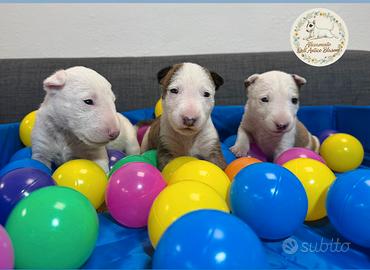 Bull terrier miniature