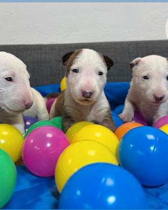 Bull terrier miniature