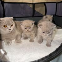 Gattini British Shorthair