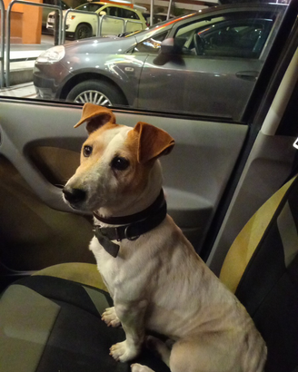 Jack russell