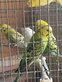 Cocoriti vari colori