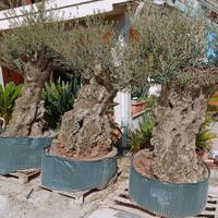 Alberi ulivo