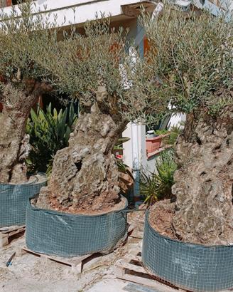 Alberi ulivo